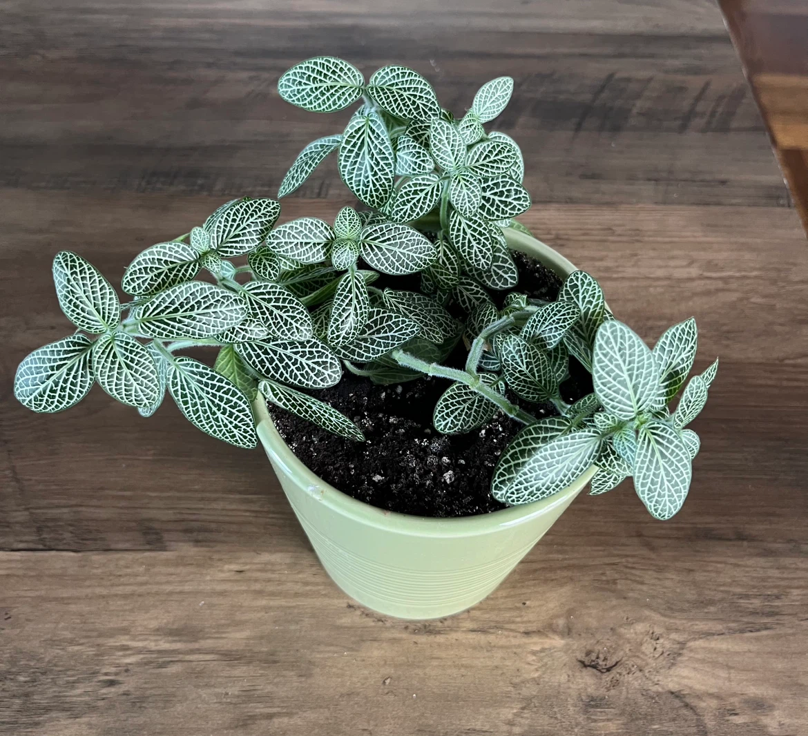 Fittonia Plant in Light Green Pot