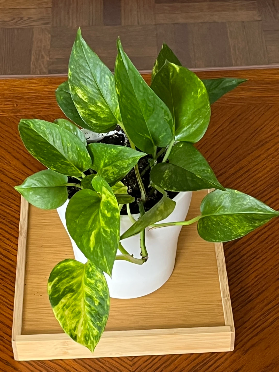 Pothos Plant in White Pot