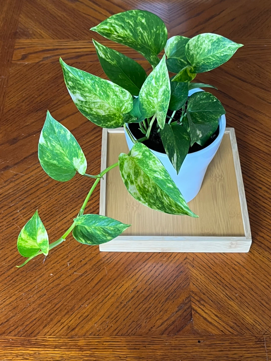 Pothos Plant in White Pot