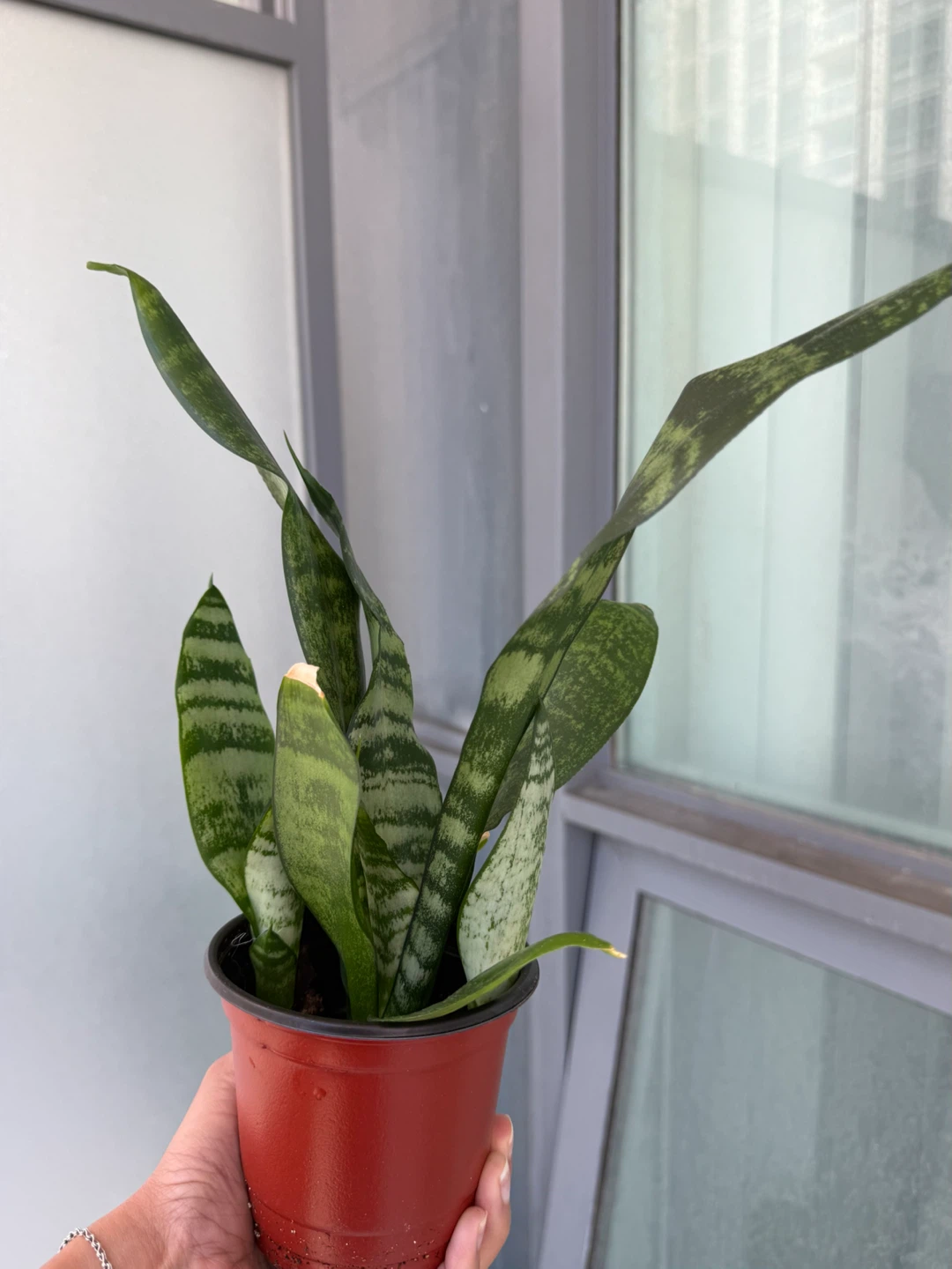 Snake Plant in 4” Plastic Pot - photo 5