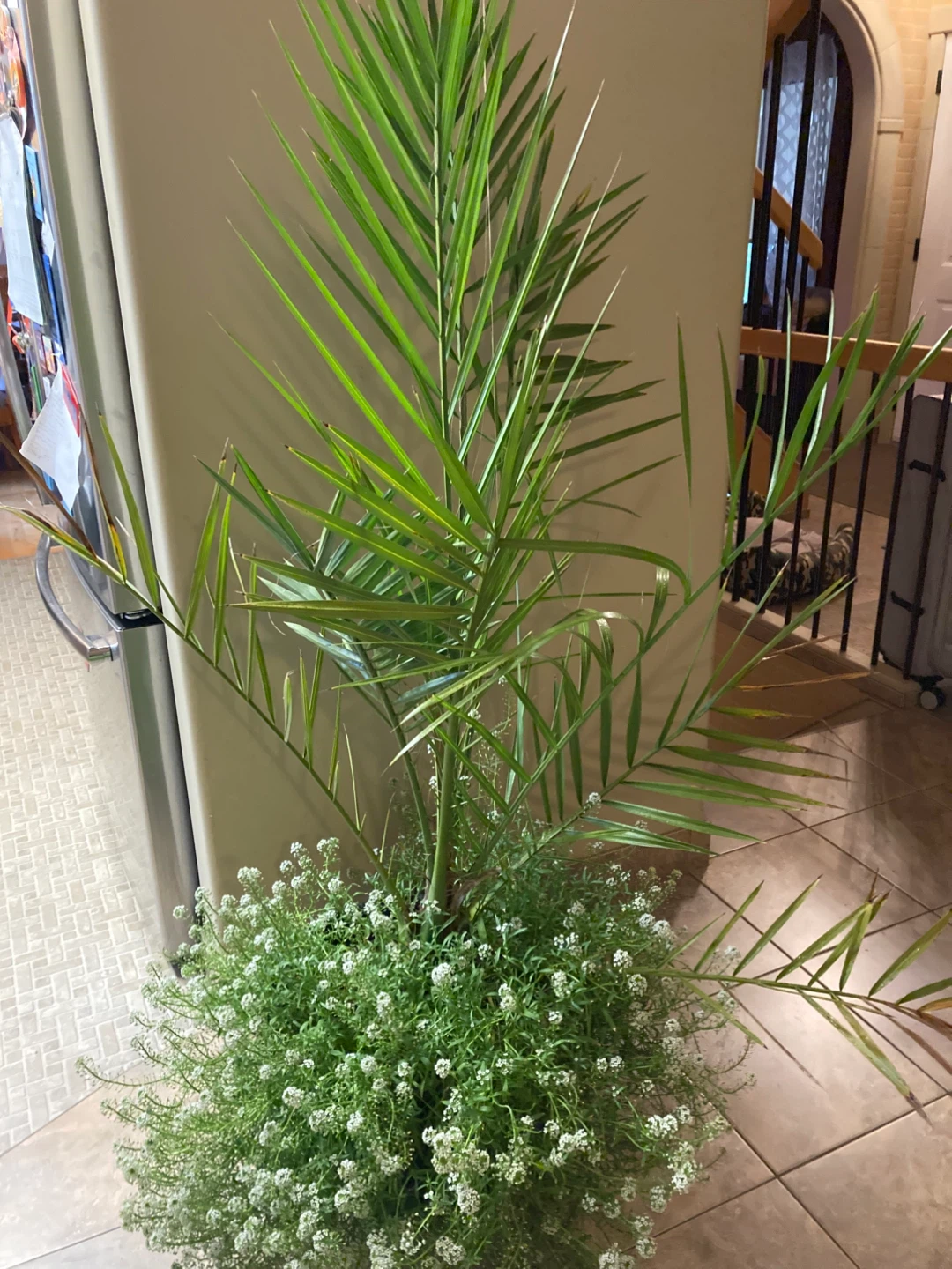 Live Date Palm Plant