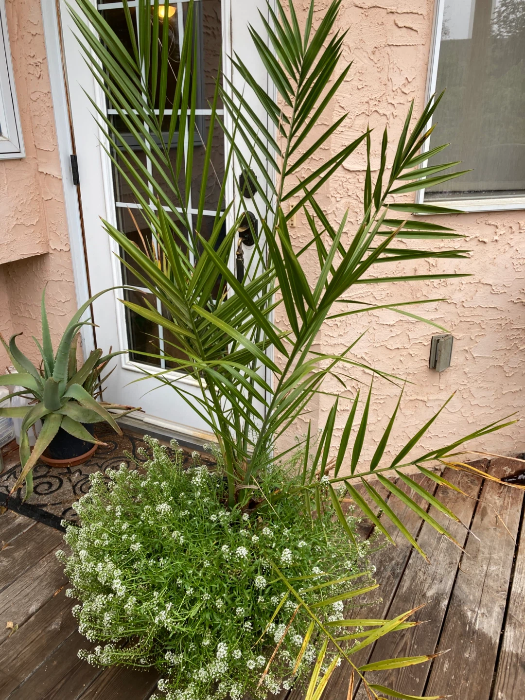 Live Date Palm Plant - photo 2