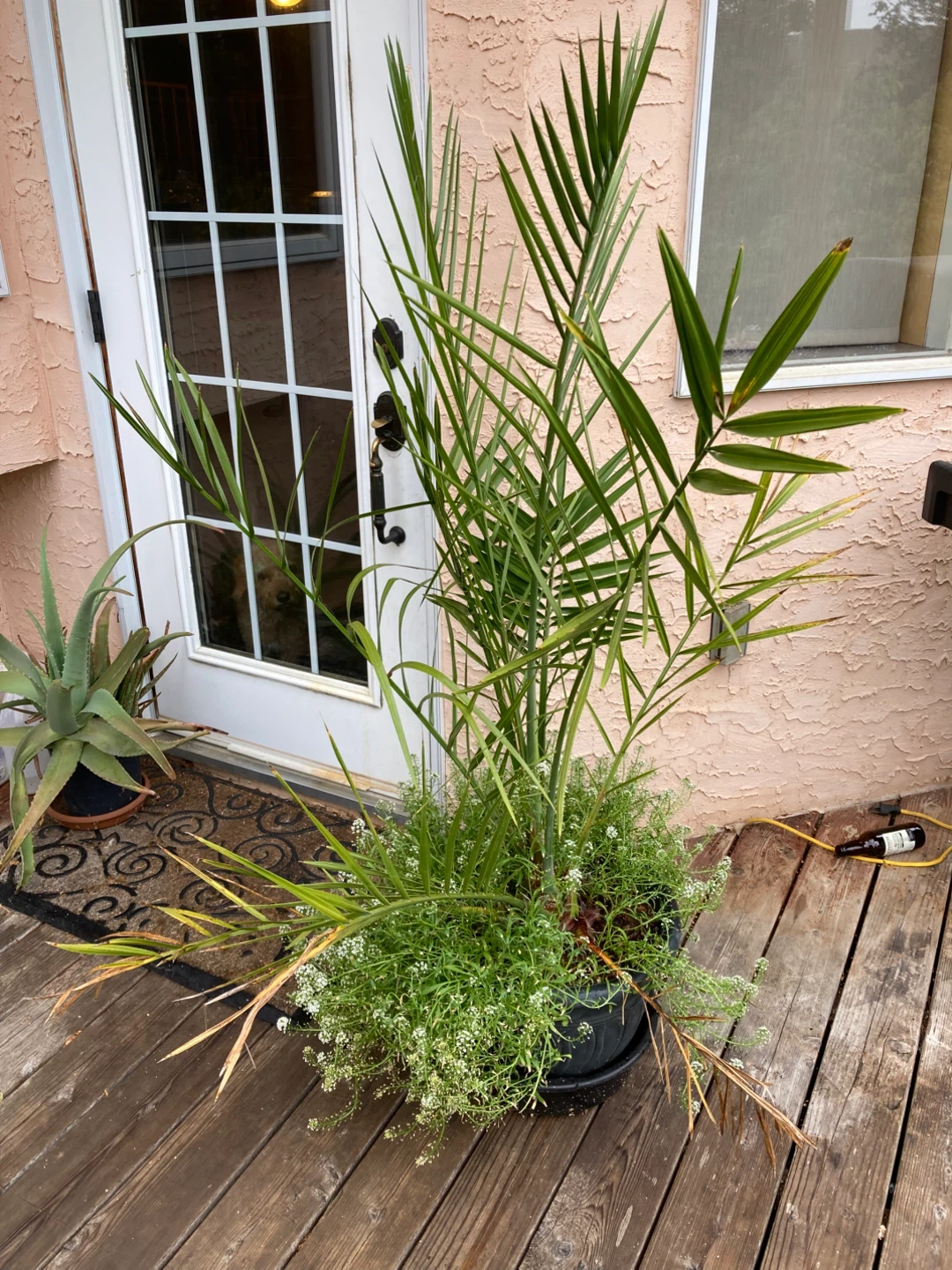 Live Date Palm Plant - photo 3