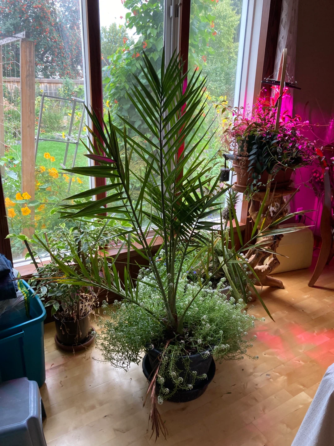Live Date Palm Plant - photo 4