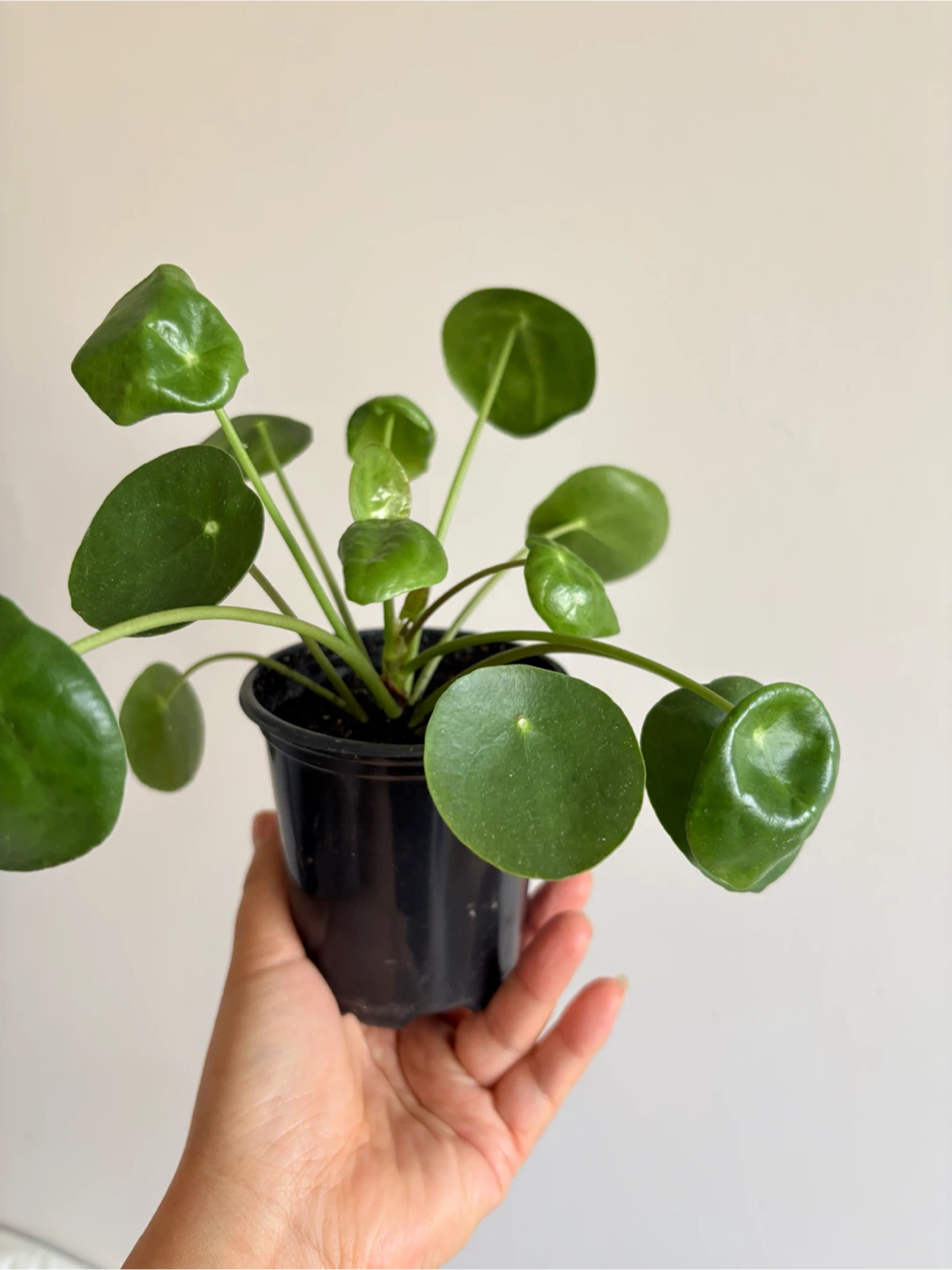 Pilea Peperomioides Houseplant