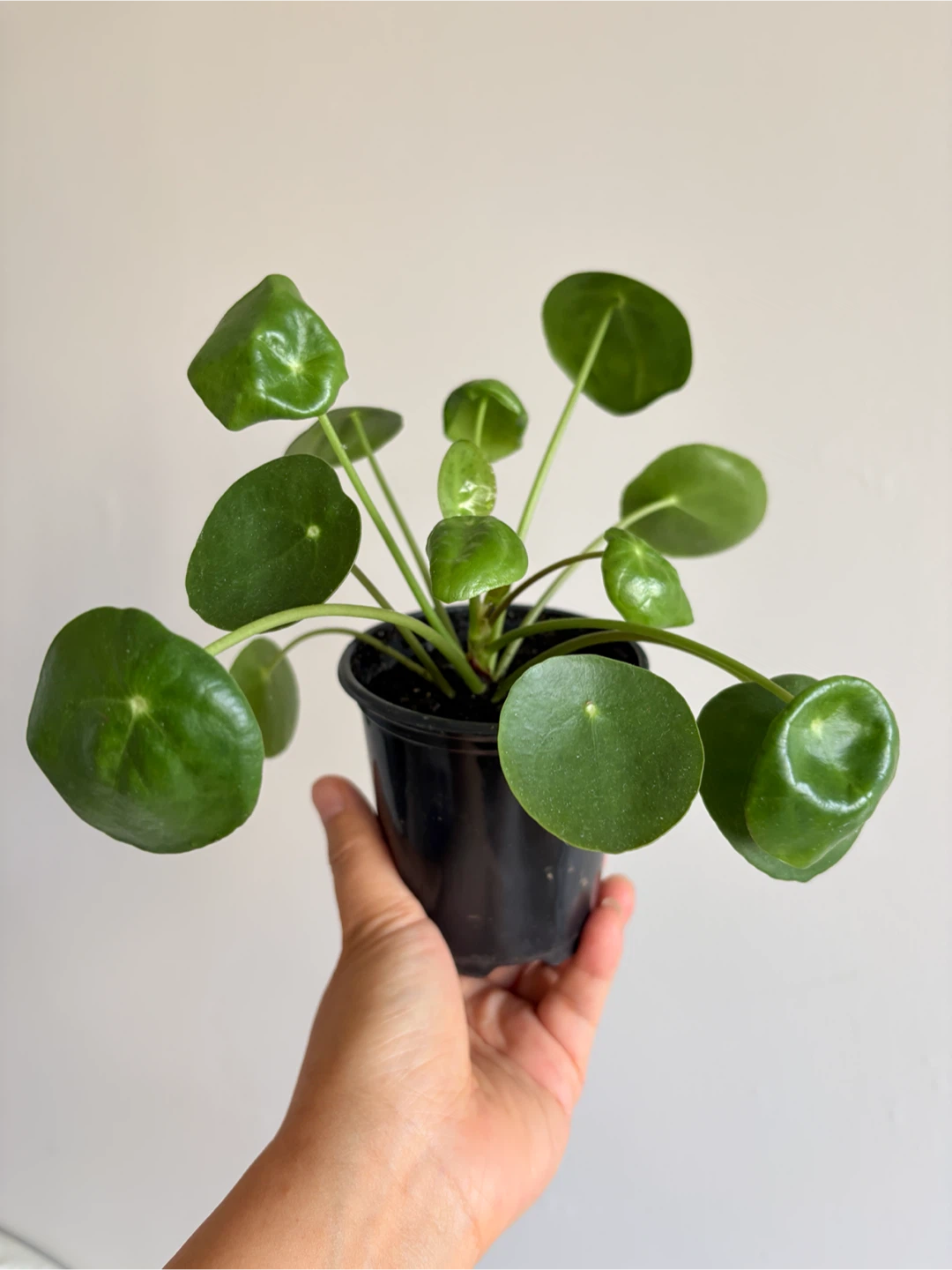 Pilea Peperomioides Houseplant - photo 2