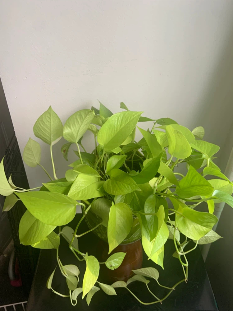 Lush Neon Pothos Plant with green 7” ceramic pot