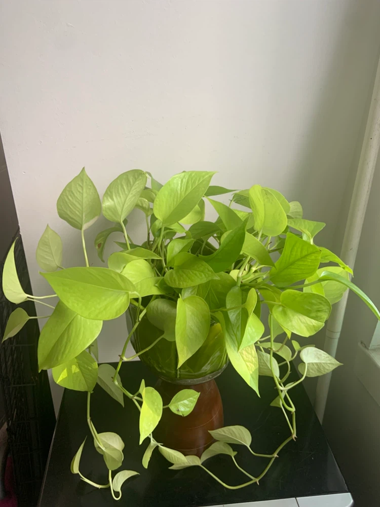 Lush Neon Pothos Plant with green 7” ceramic pot - photo 2