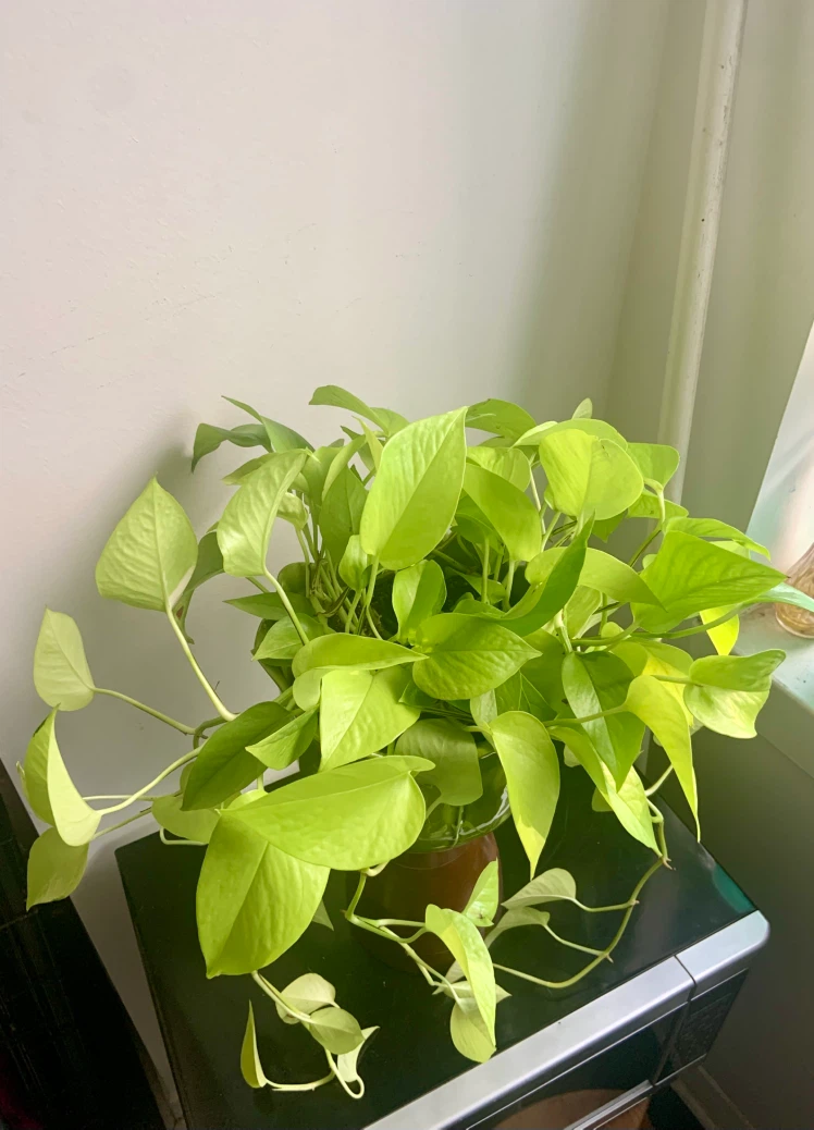Lush Neon Pothos Plant with green 7” ceramic pot - photo 3