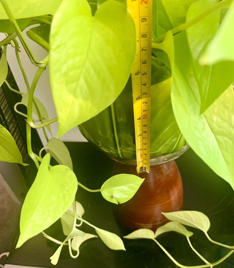 Lush Neon Pothos Plant with green 7” ceramic pot - photo 4