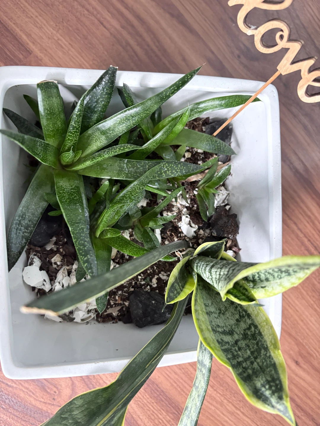 Mixed succulent plant in white square pot