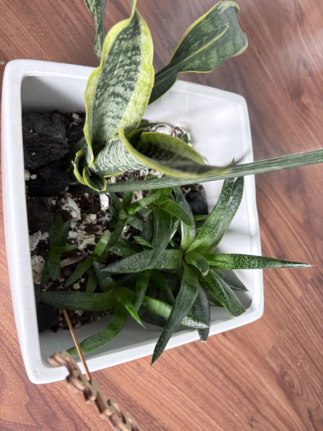 Mixed succulent plant in white square pot - photo 2