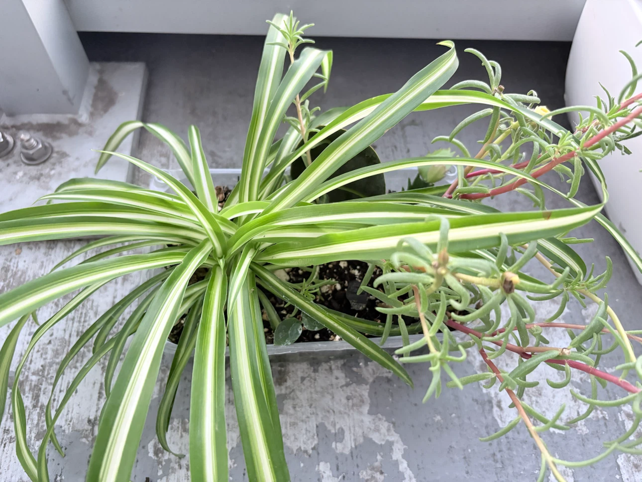 5 plants