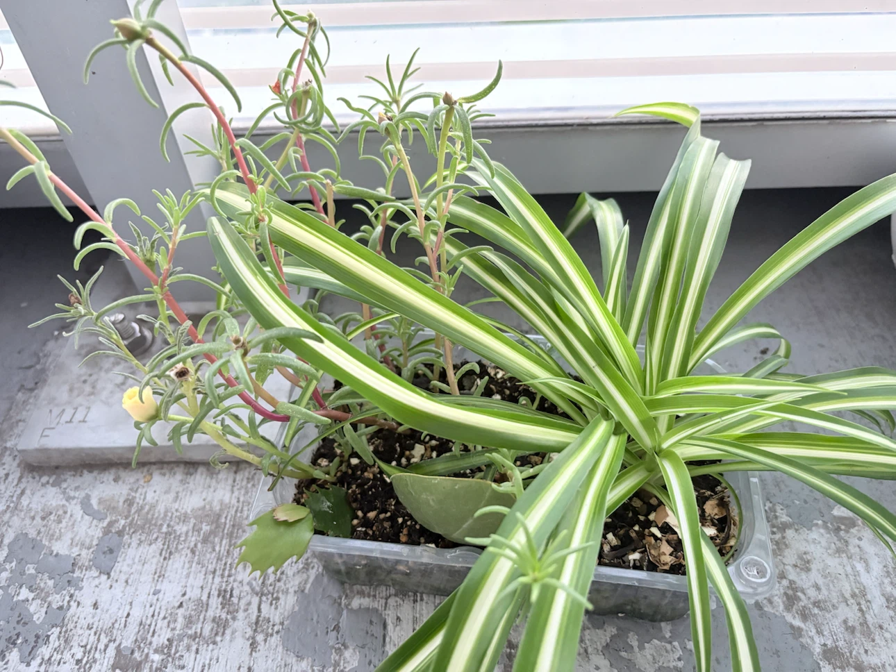 5 plants - photo 2