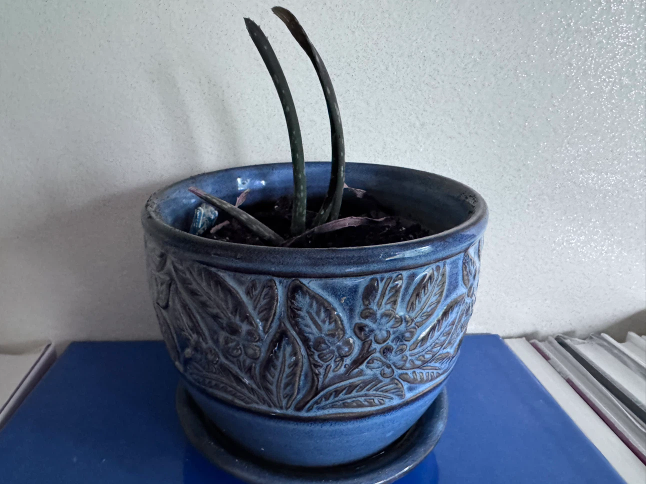Aloe Vera Plant in Embossed Blue Ceramic Pot ($10)