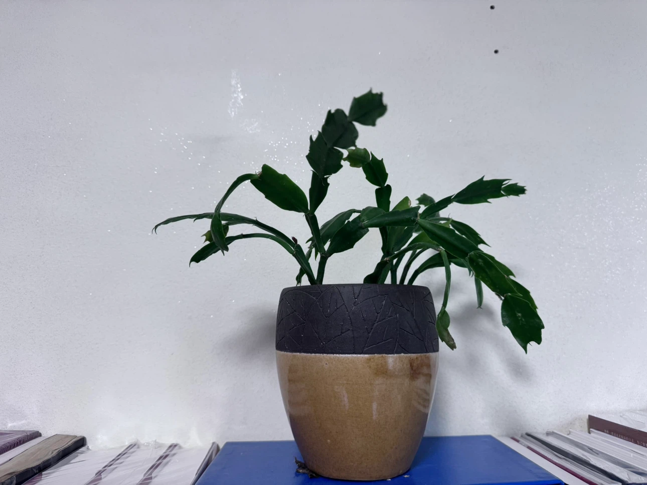 Healthy Christmas Cactus in Decorative Ceramic Pot