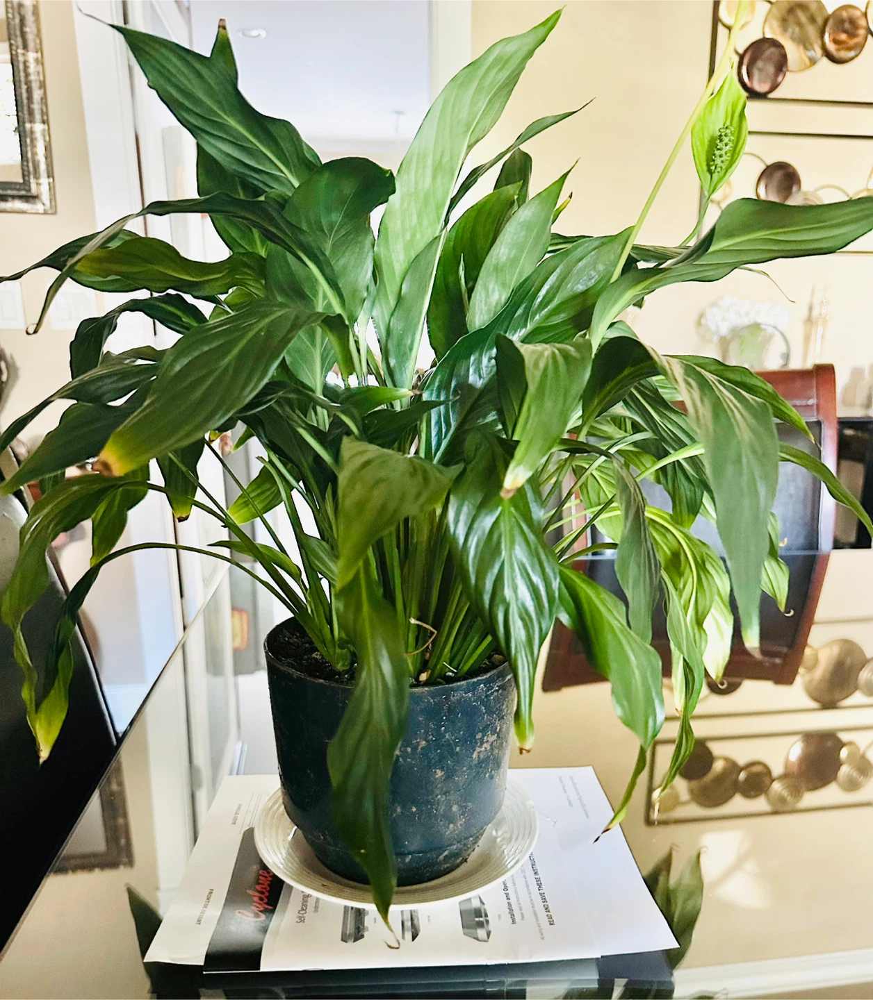 Large Peace Lily Plant - Indoor Plant - Lily Plant