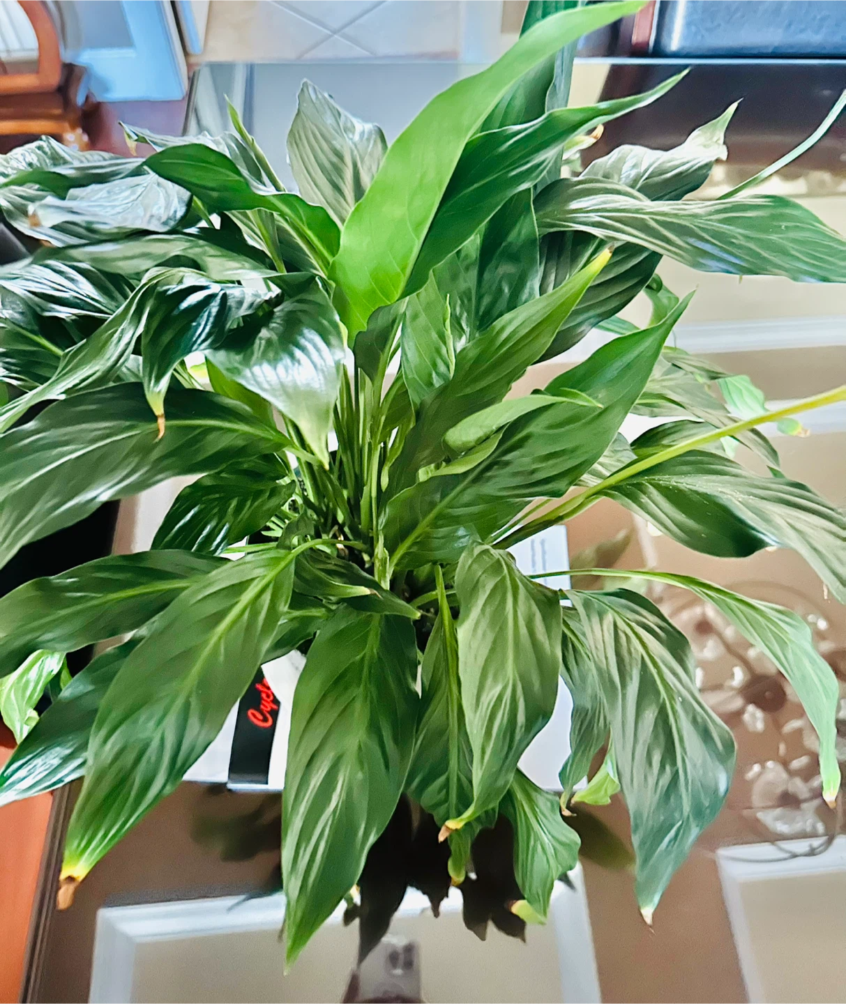 Large Peace Lily Plant - Indoor Plant - Lily Plant - photo 2