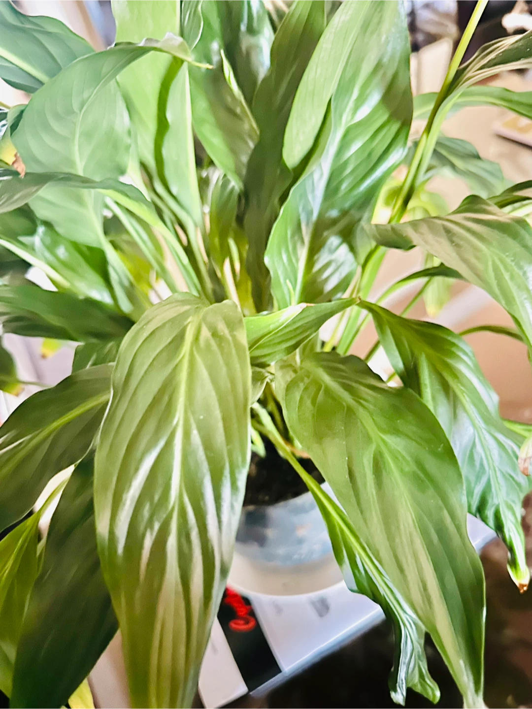 Large Peace Lily Plant - Indoor Plant - Lily Plant - photo 3