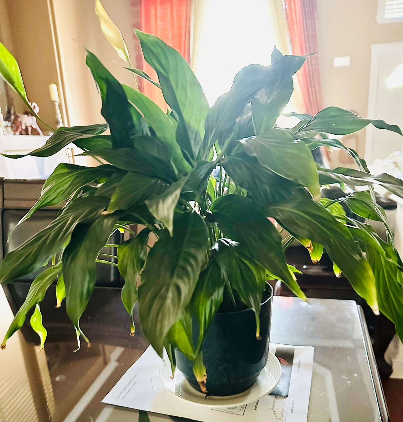 Large Peace Lily Plant - Indoor Plant - Lily Plant - photo 4