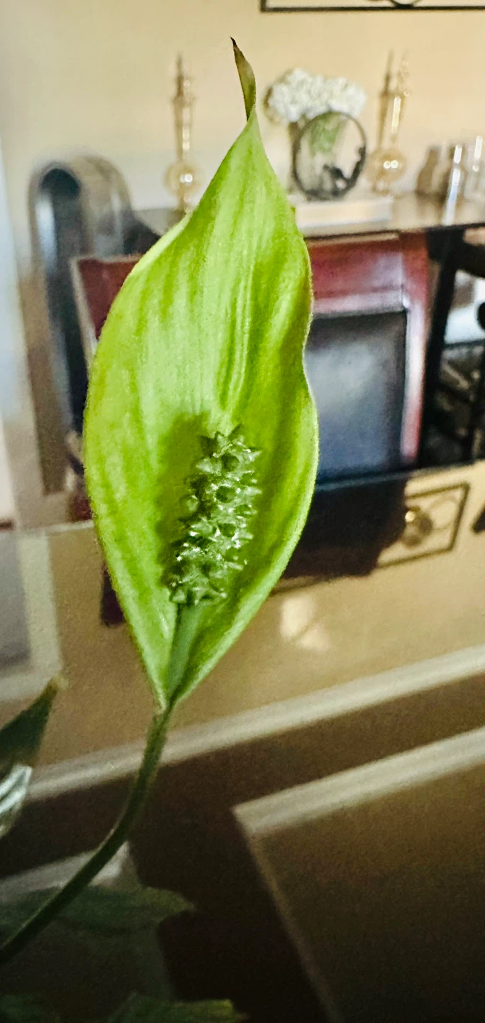 Large Peace Lily Plant - Indoor Plant - Lily Plant - photo 5