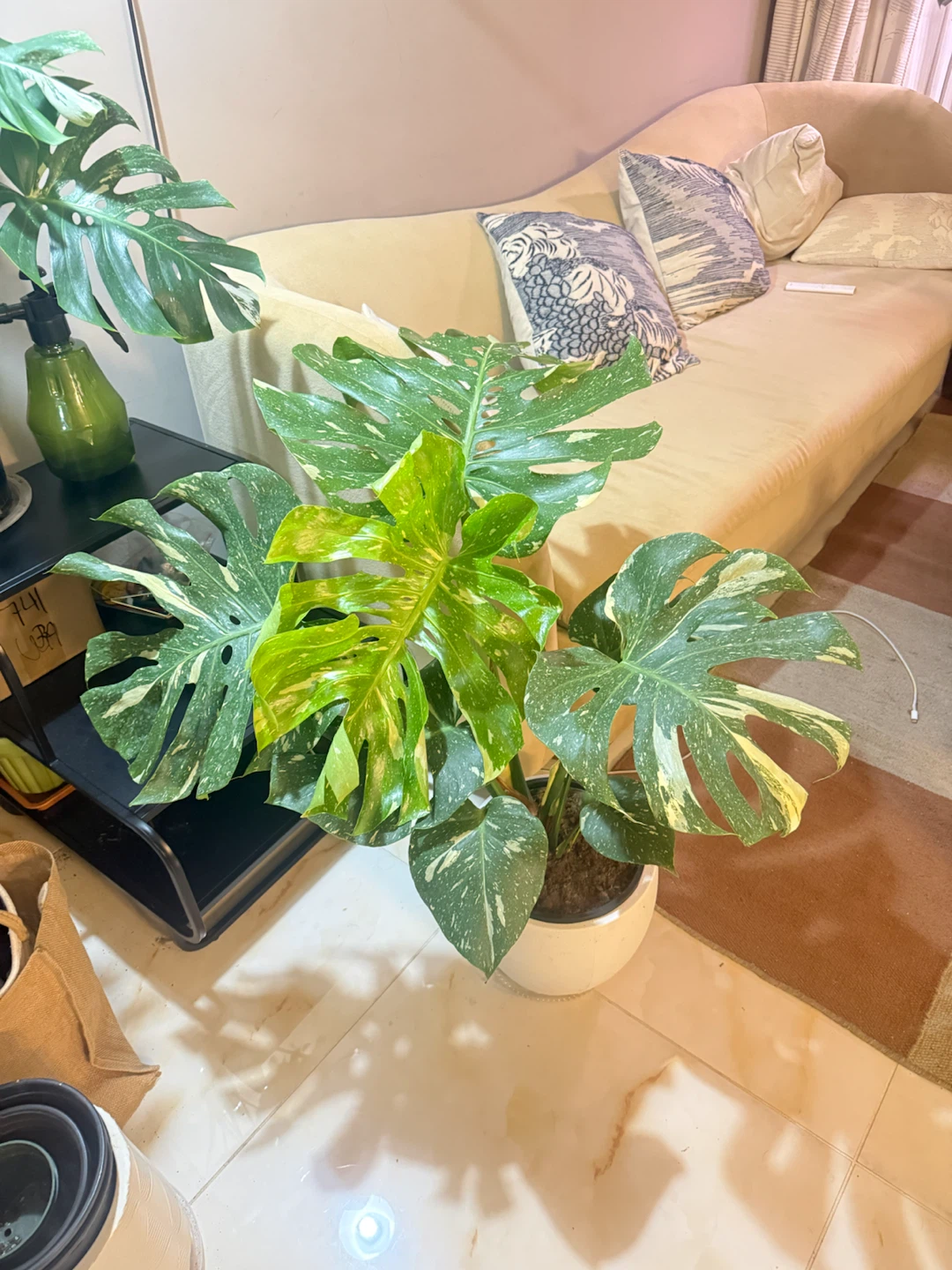 Huge size Monstera Thai Constellation