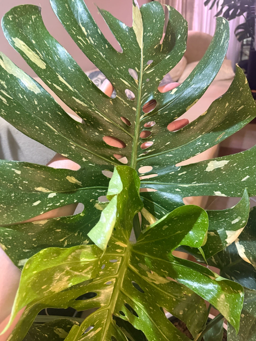 Huge size Monstera Thai Constellation - photo 2