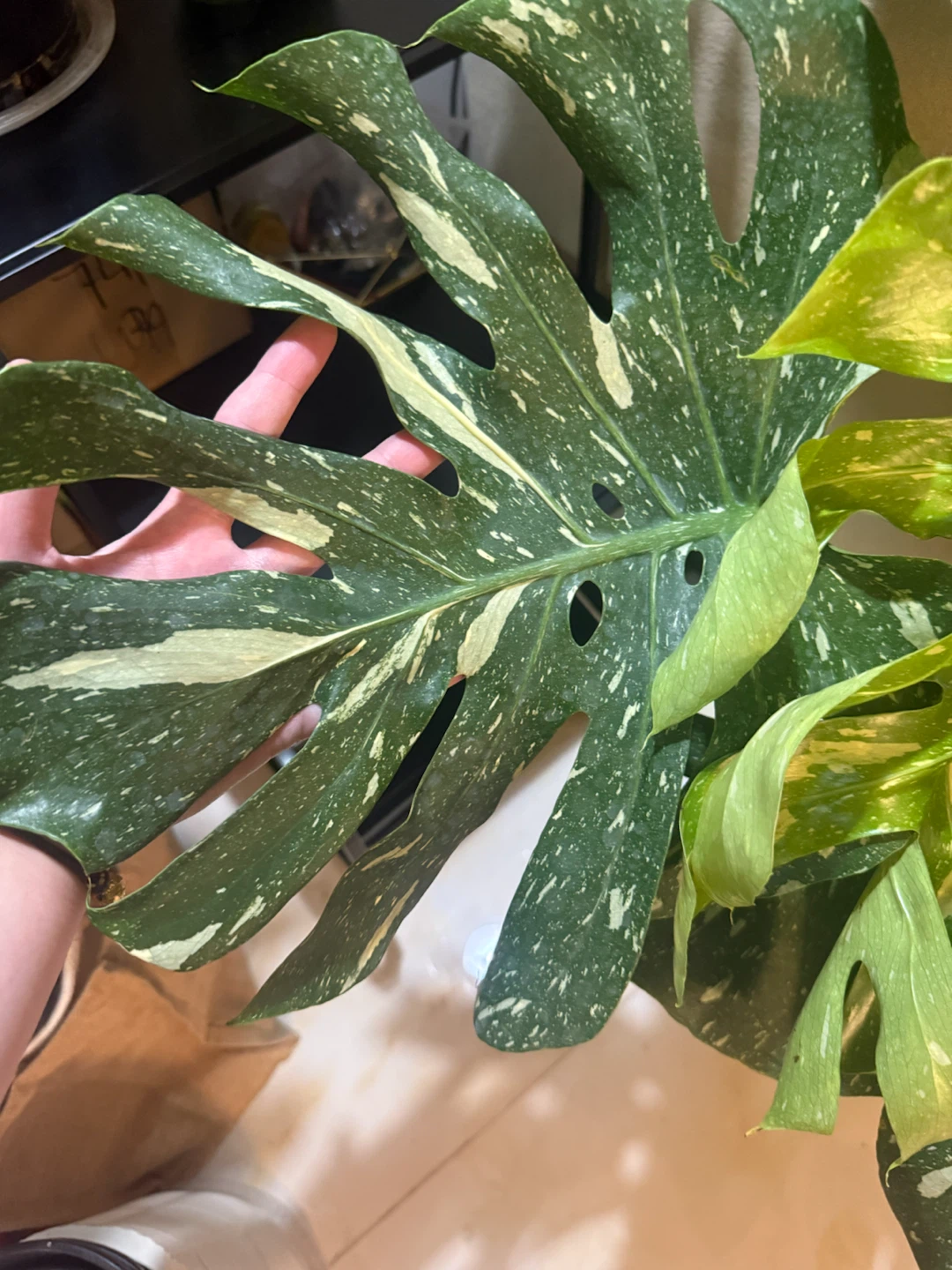 Huge size Monstera Thai Constellation - photo 3