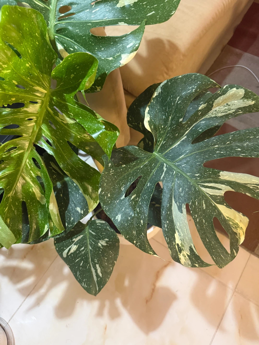 Huge size Monstera Thai Constellation - photo 4