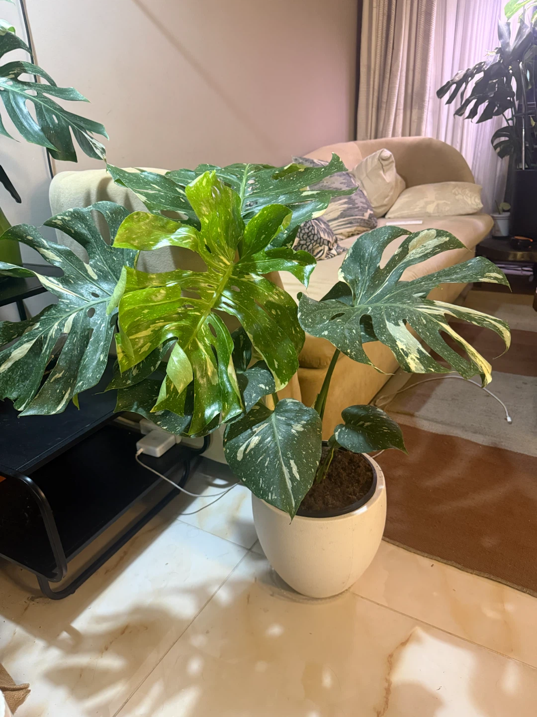 Huge size Monstera Thai Constellation - photo 5