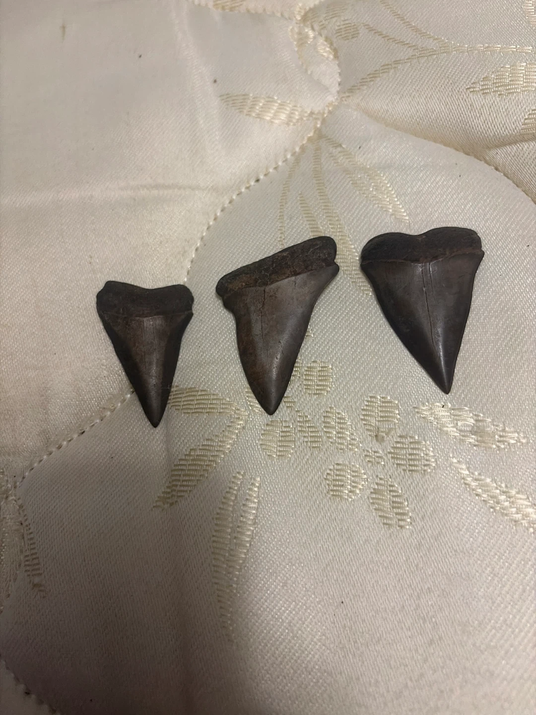 3 Fossil Shark Teeth