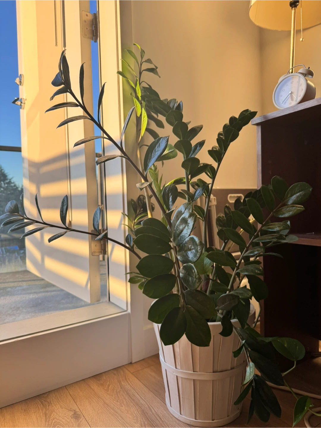Plant