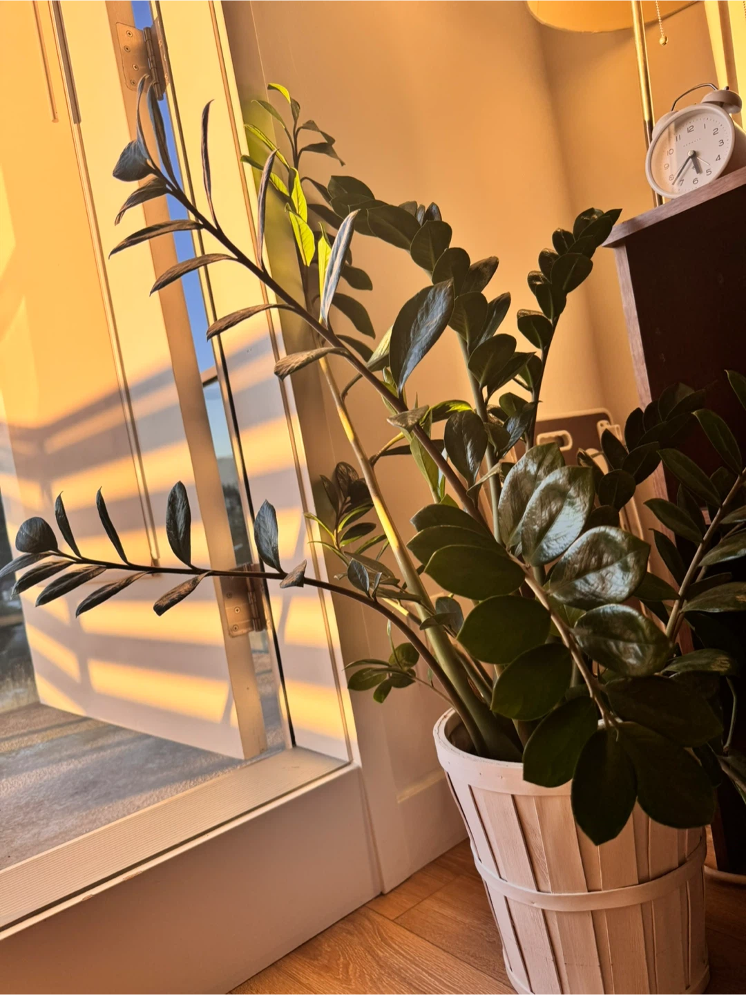 Plant - photo 2