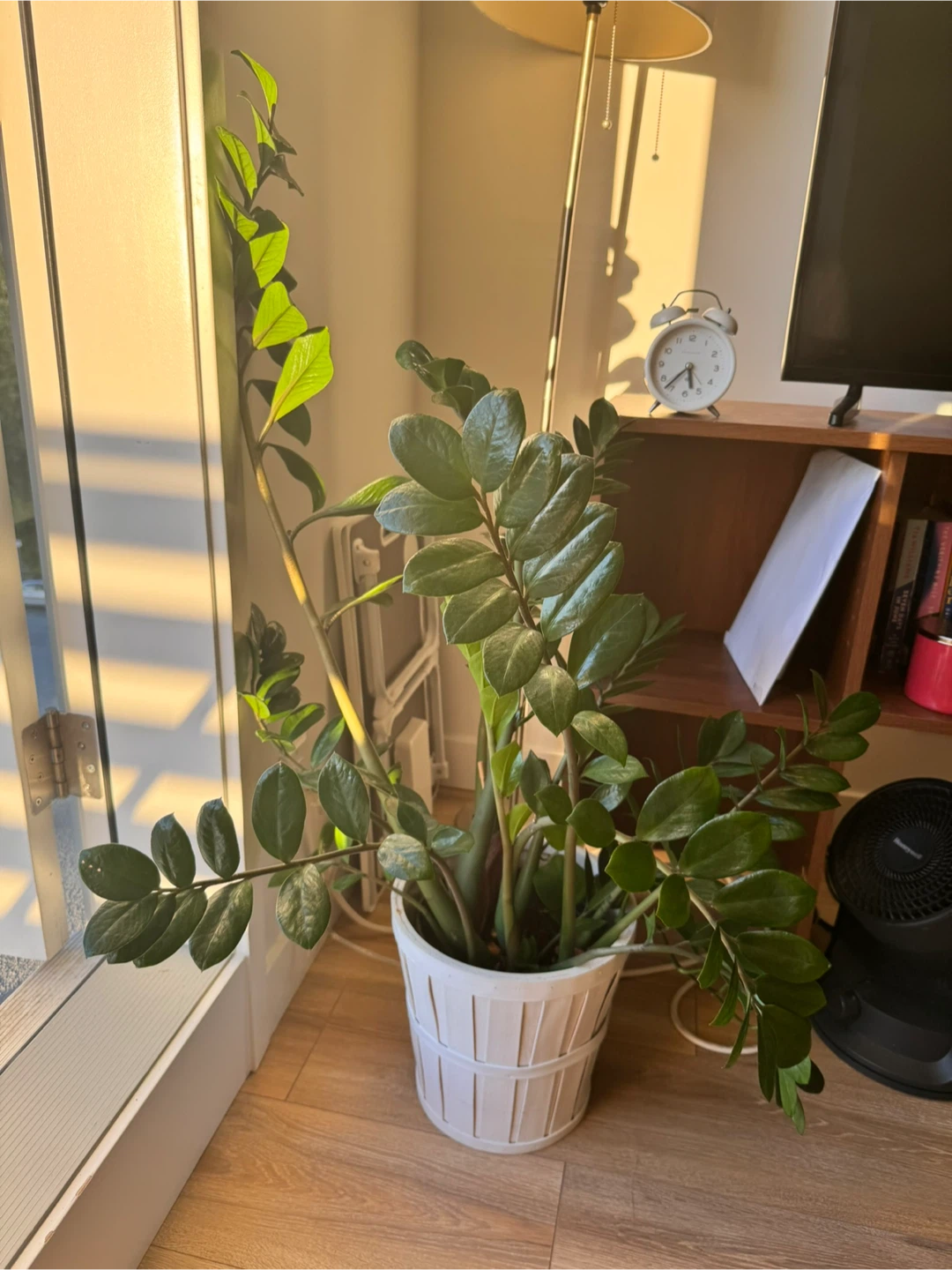 Plant - photo 3