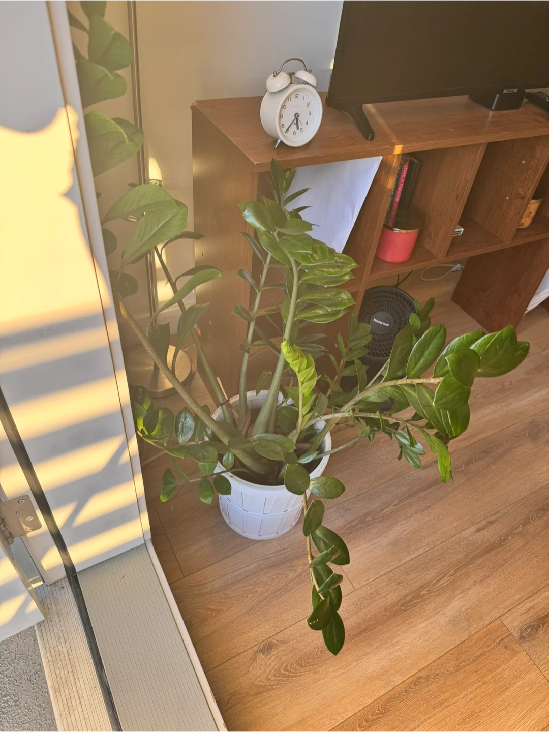 Plant - photo 4
