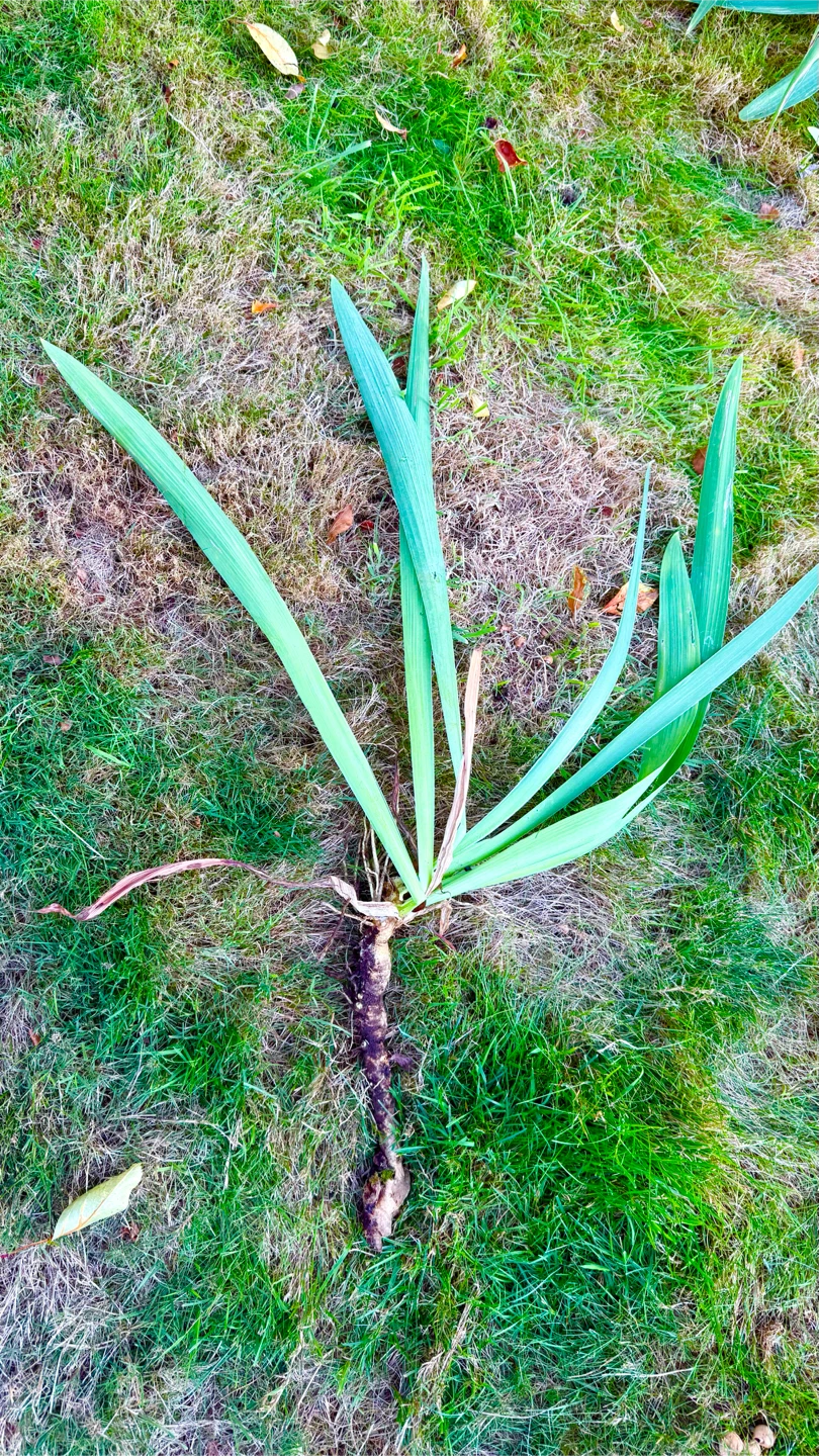 Purple Iris Plants/Tubers
