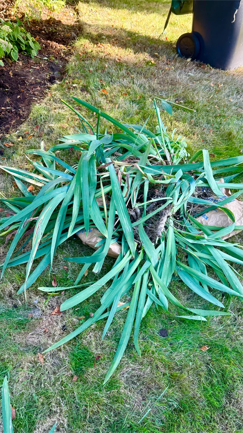 Purple Iris Plants/Tubers - photo 2