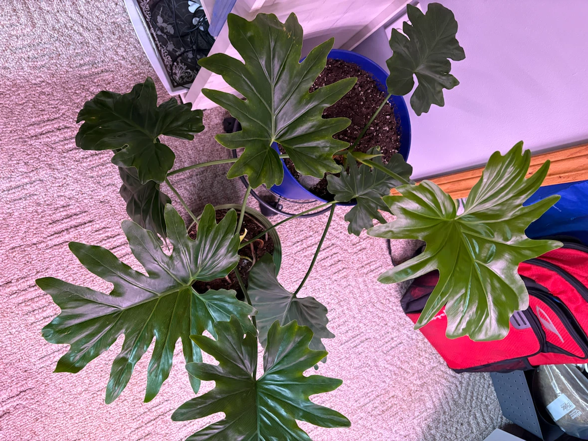 Philodendron