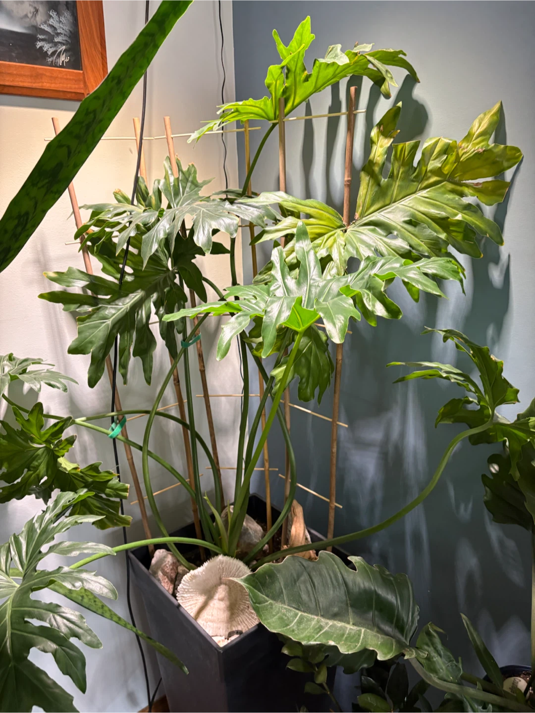 Philodendron - photo 2
