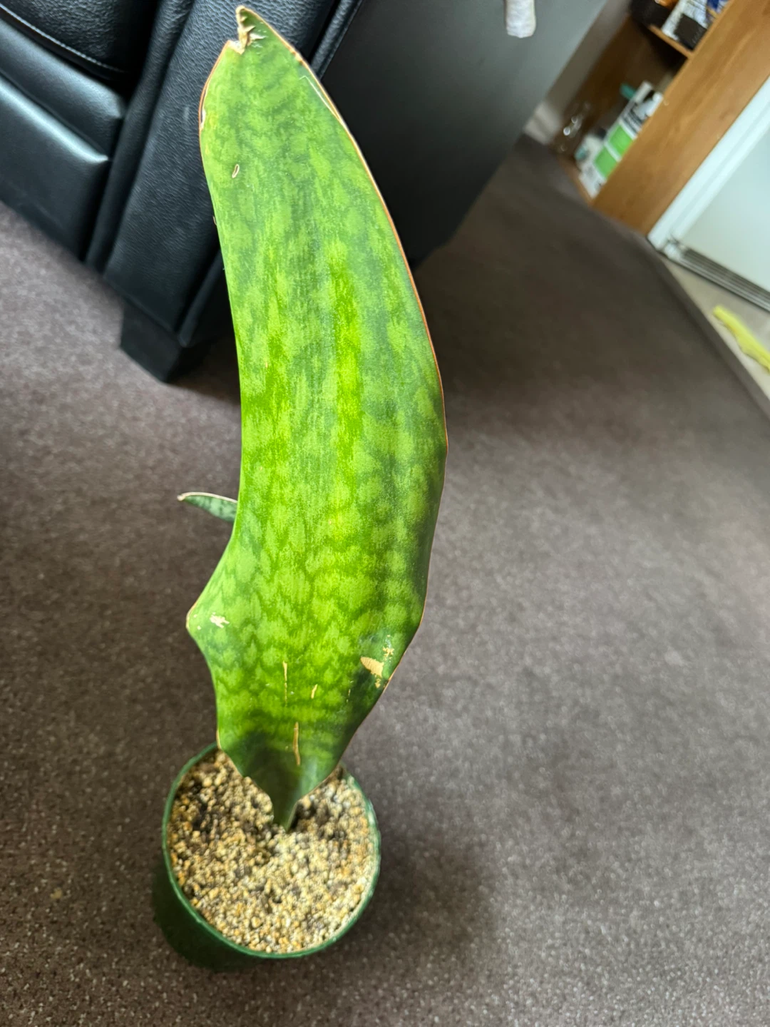 Sansevieria Snake Plant