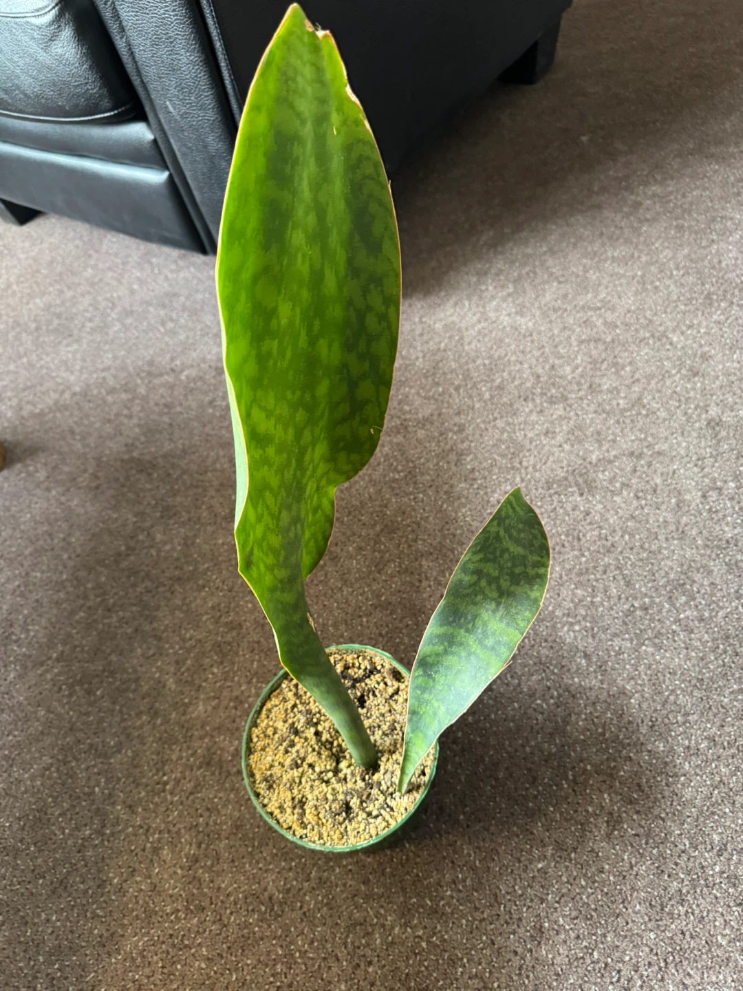 Sansevieria Snake Plant - photo 2