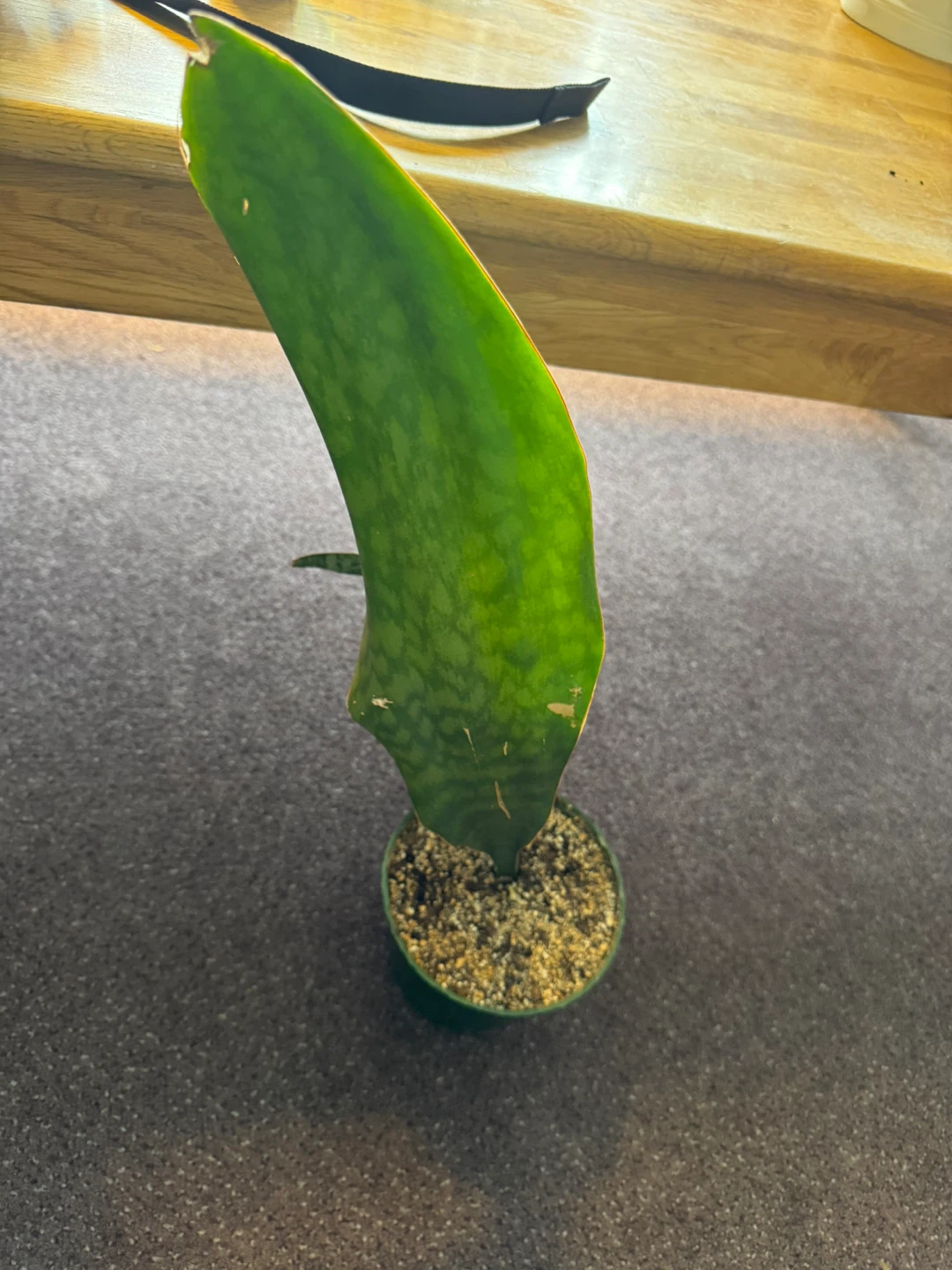 Sansevieria Snake Plant - photo 3