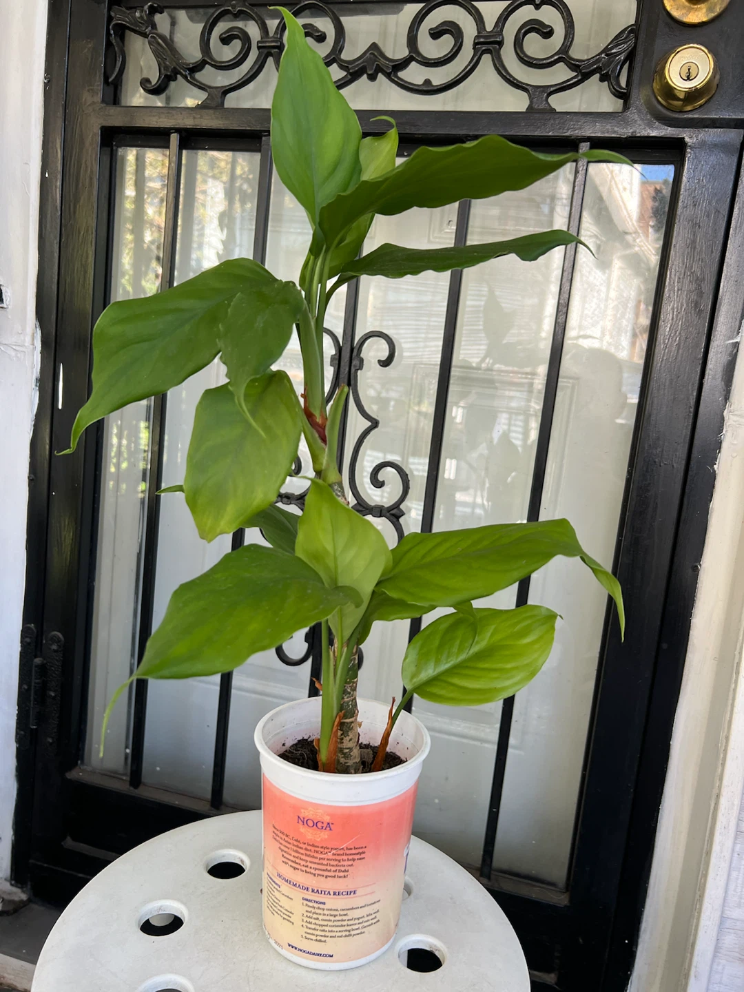 Healthy Chinese evergreen plant