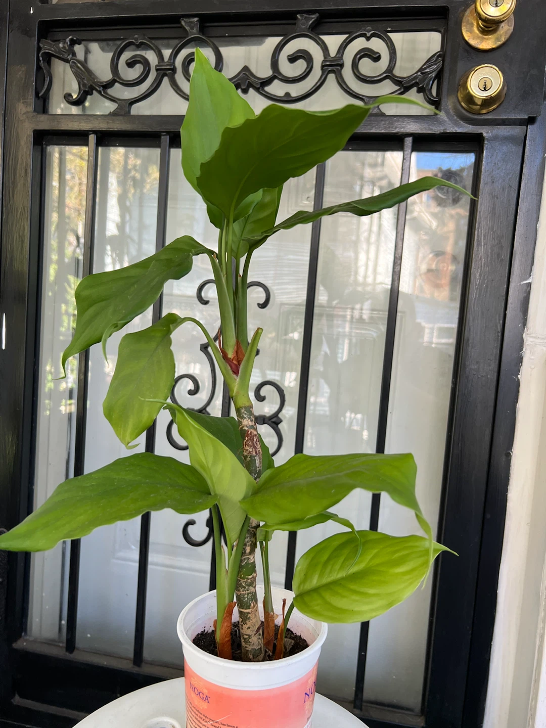 Healthy Chinese evergreen plant - photo 2