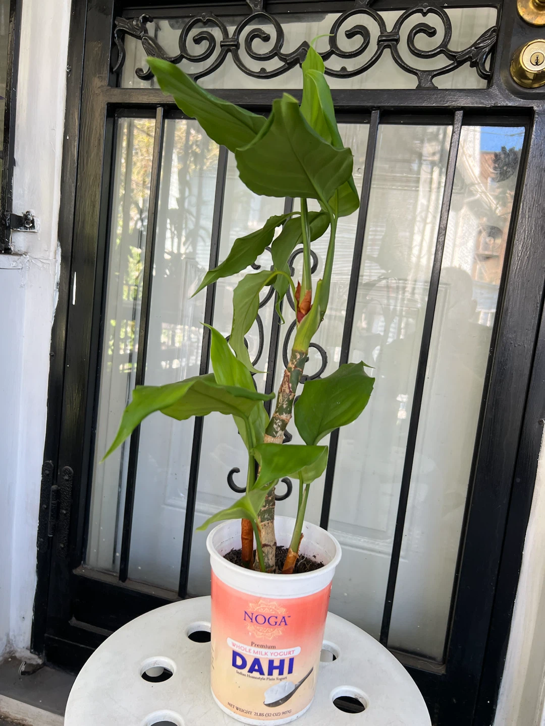 Healthy Chinese evergreen plant - photo 3