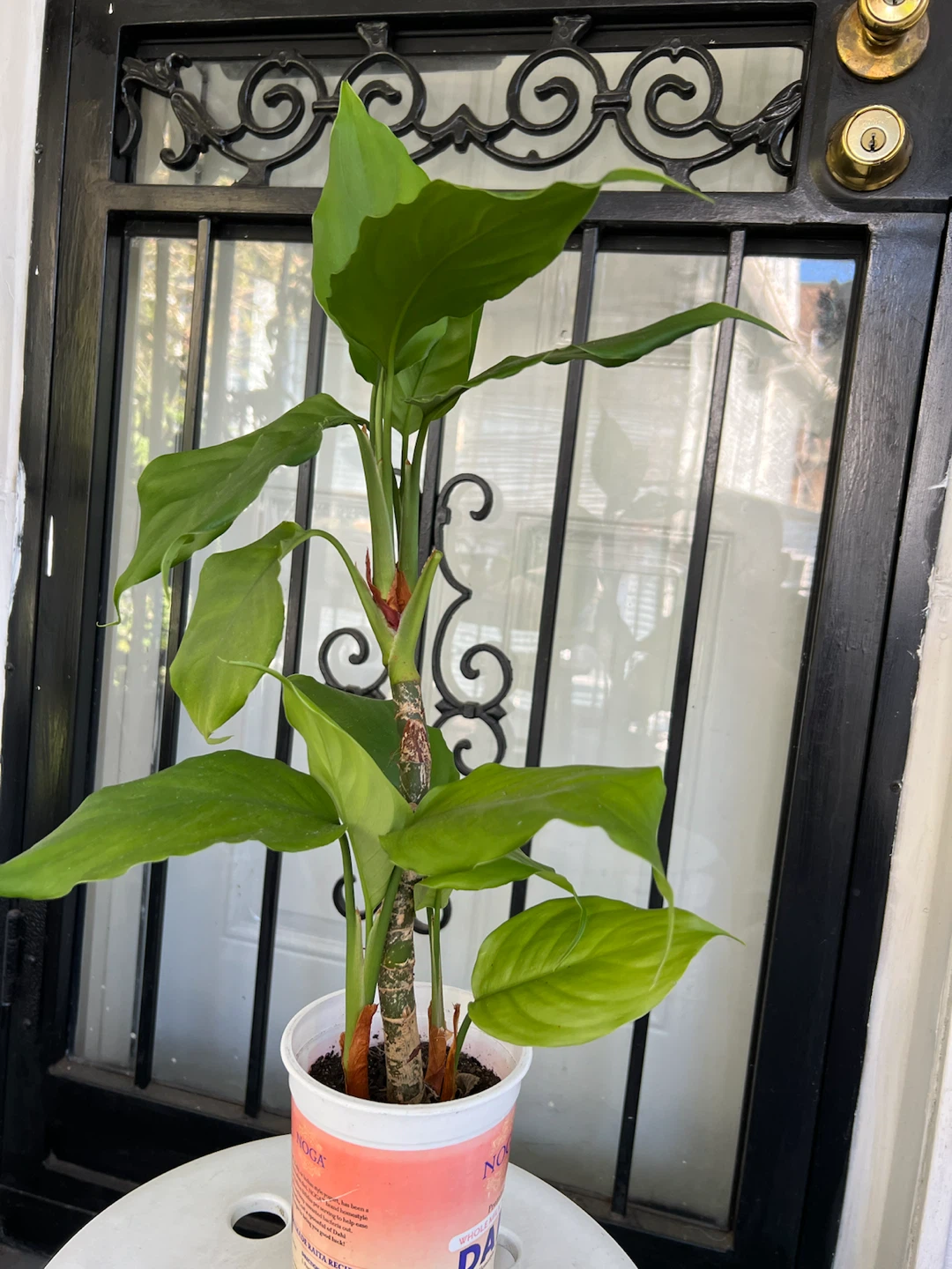 Healthy Chinese evergreen plant - photo 4