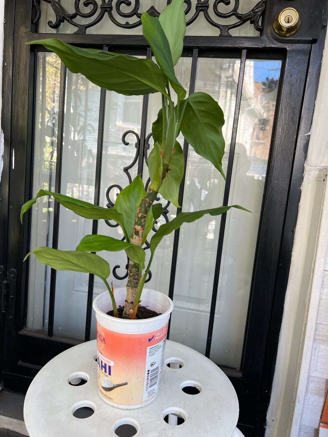Healthy Chinese evergreen plant - photo 5