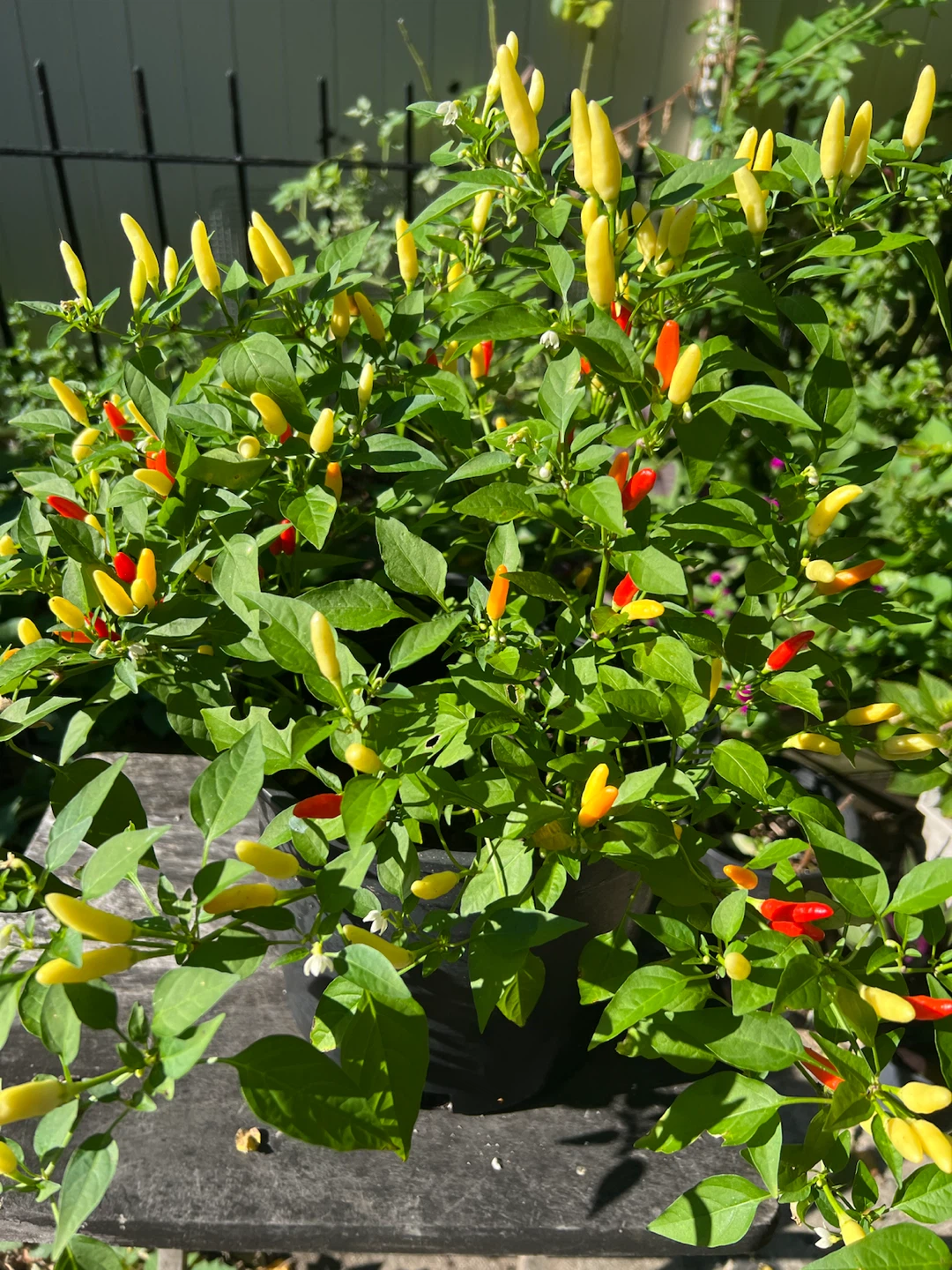 Organic Thai Chili Pepper Plant