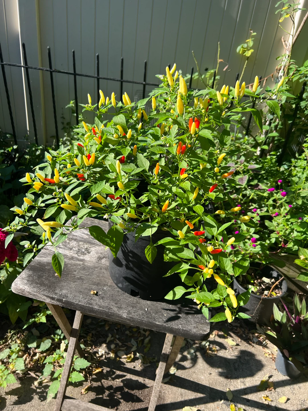 Organic Thai Chili Pepper Plant - photo 2