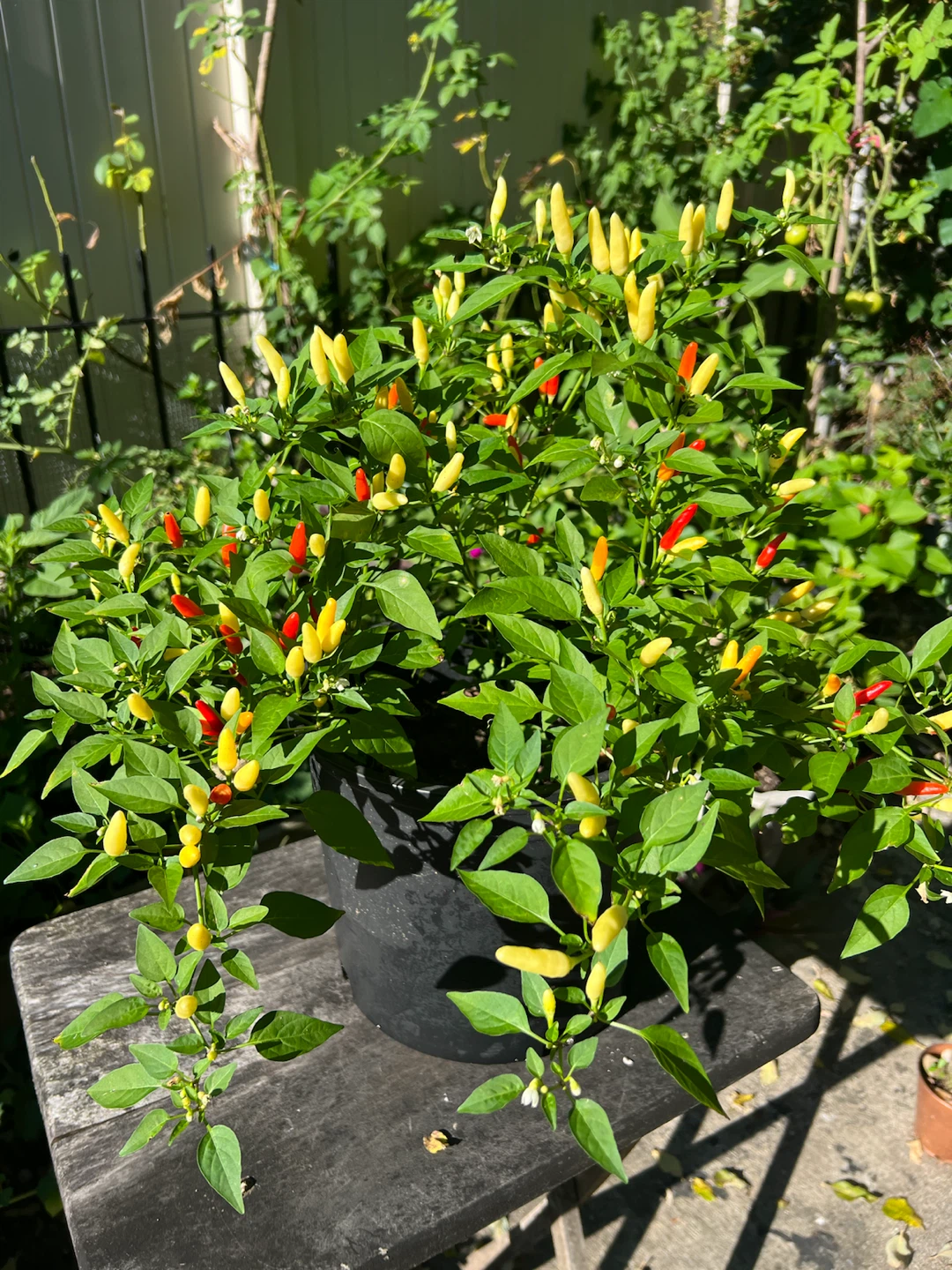 Organic Thai Chili Pepper Plant - photo 3